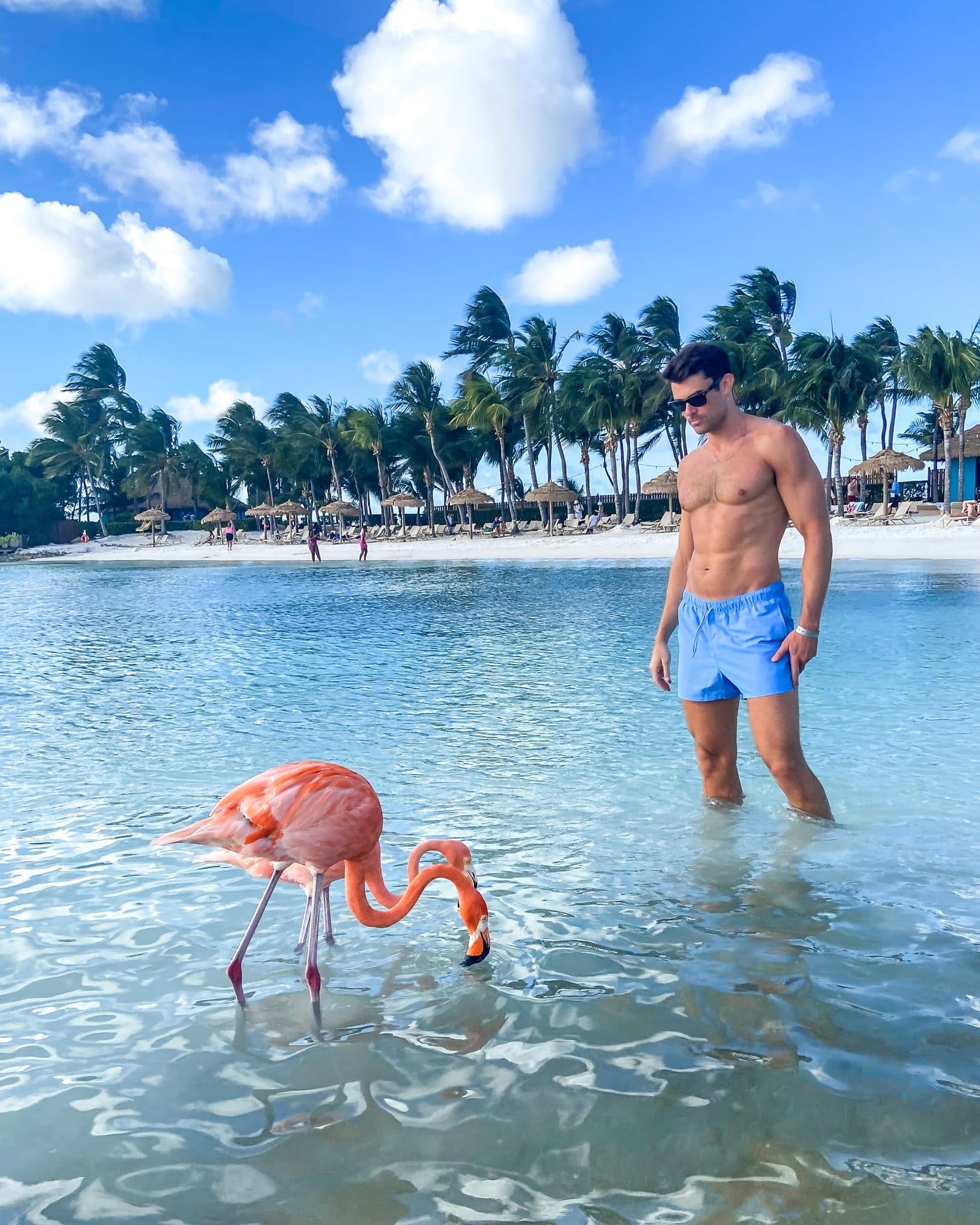 A flamingo wading in the shallows with Billy in the background