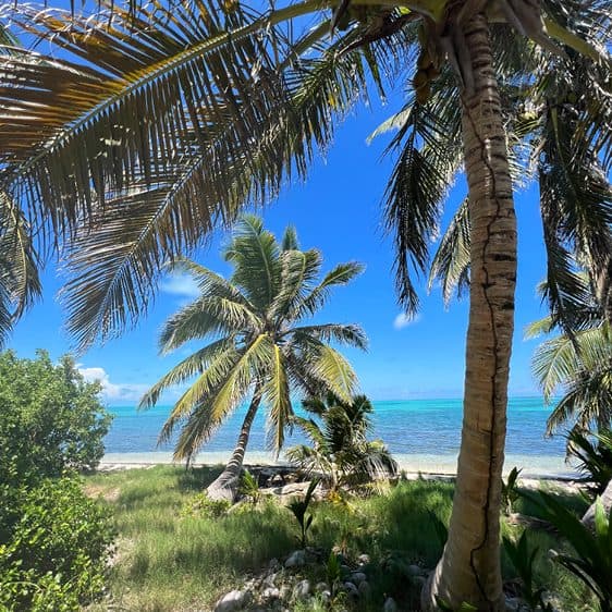Palm trees framing a Caribbean beach