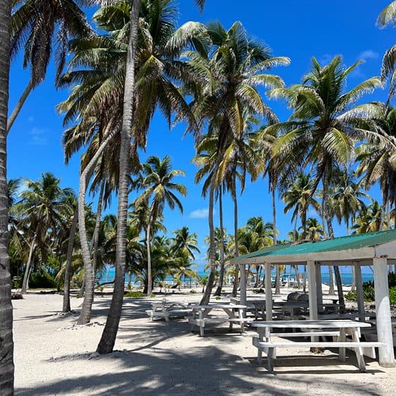 Palm trees and a picnic shelter on the beach