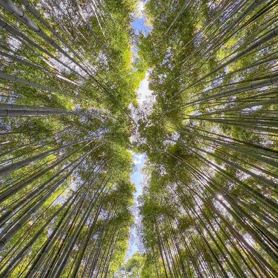 Looking straight up through towering bamboo