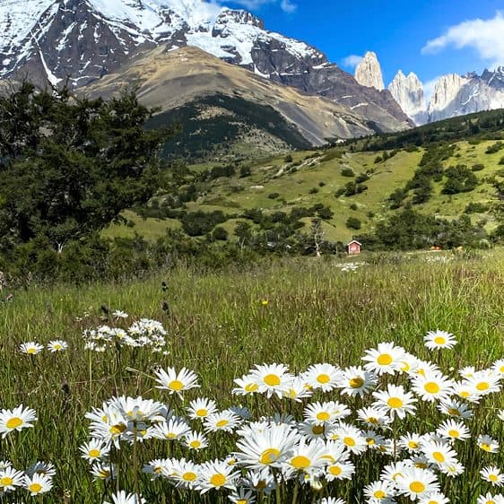 Daisies in a meadow below snowcapped peaks