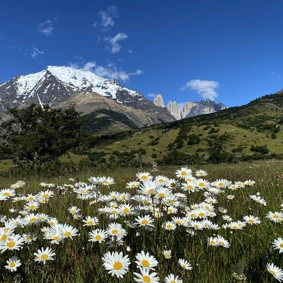 More wildflowers on the trail