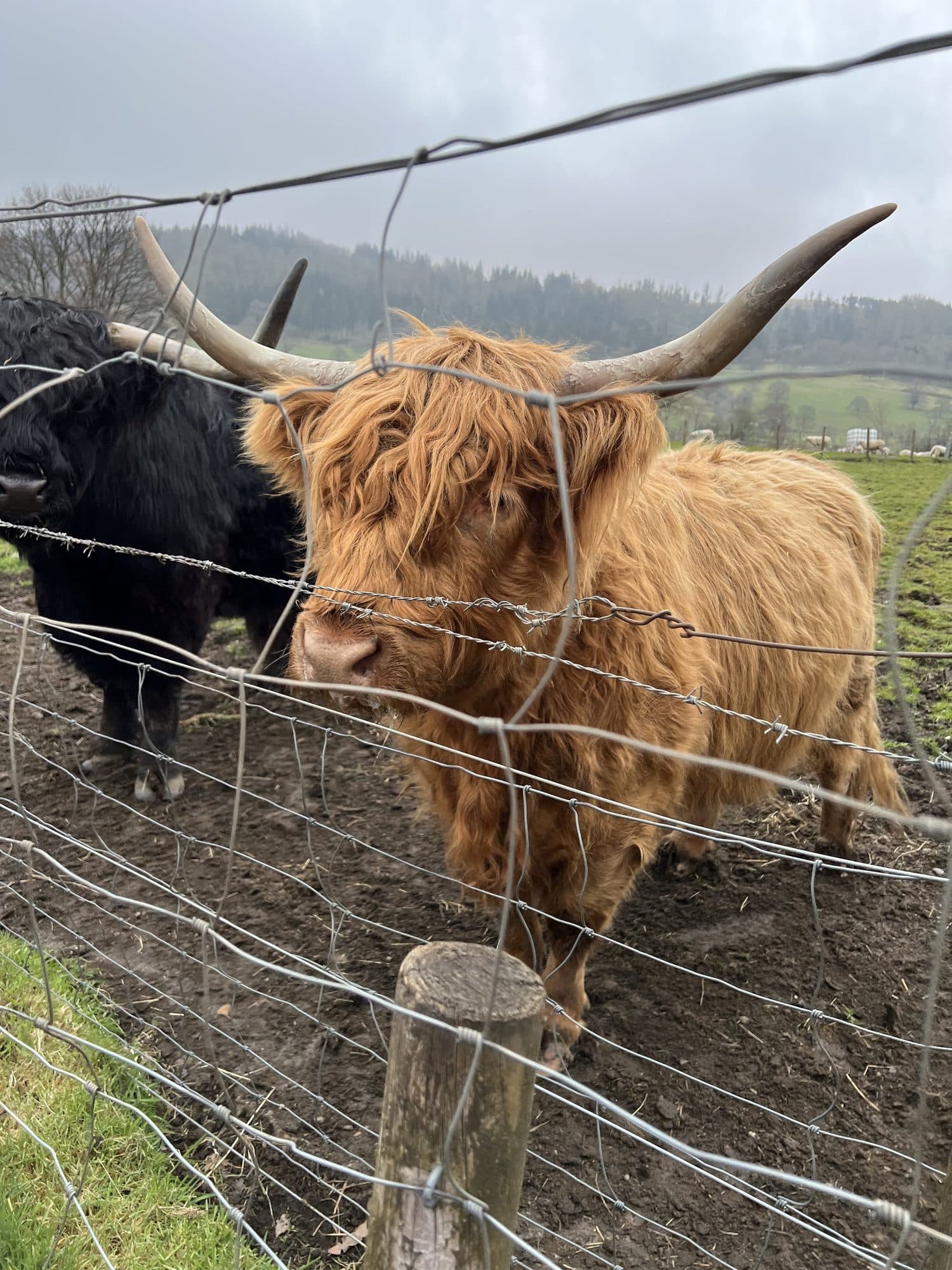 A shaggy Highland cow peering over a fence