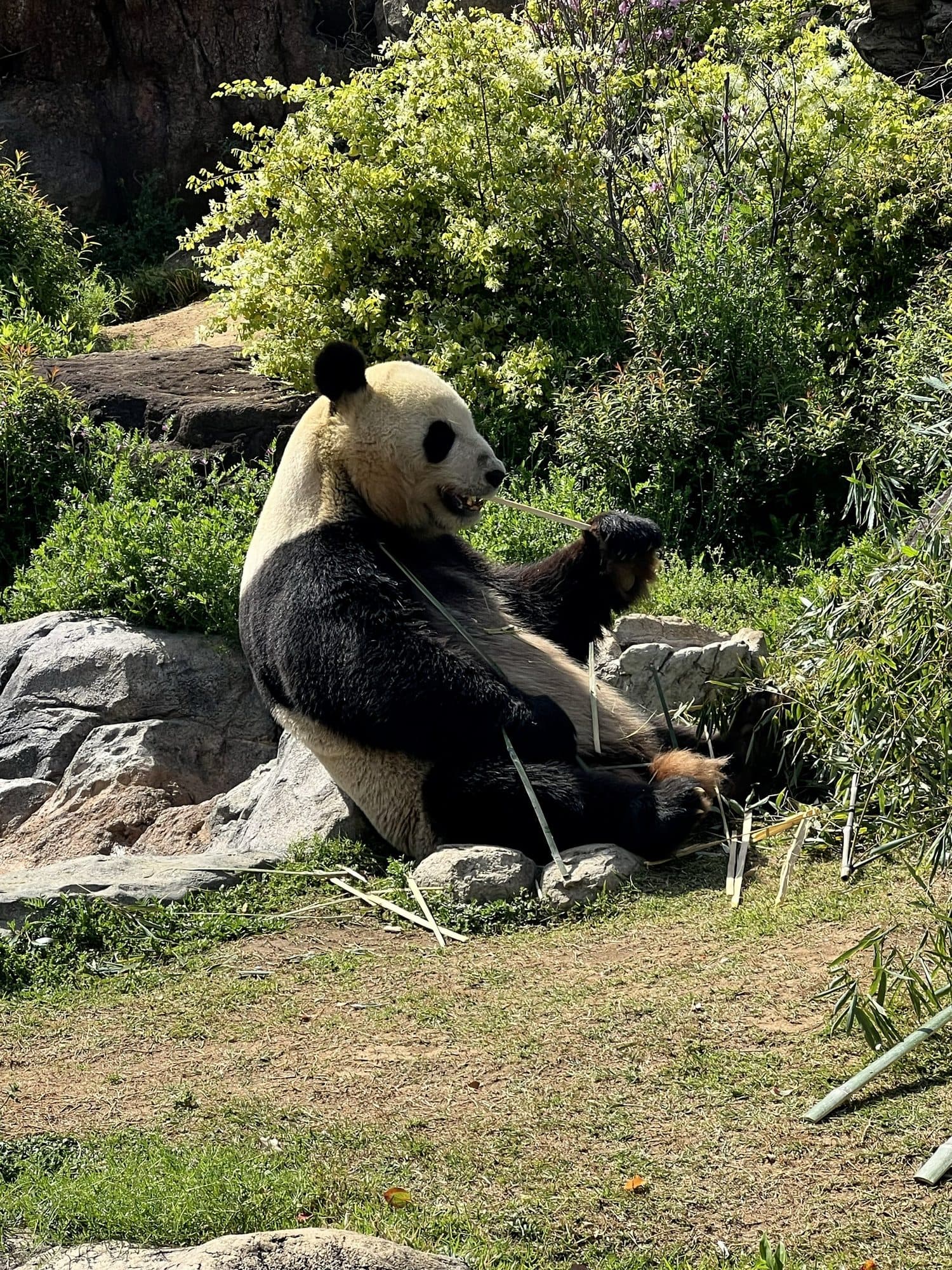 A giant panda lounging at Ueno Zoo